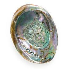 Abalone Shell- Extra Quality