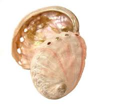 Abalone Shell- Extra Quality